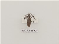 藏品(櫛角蟲科)的圖片